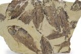 Fossil Fish (Gosiutichthys) Mortality Plate - Wyoming #357155-1